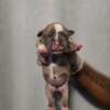 American bully puppies for sale