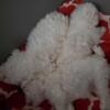 Maltipoo Puppies Available 9-20-24