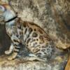 *REDUCED* READY For His Forever Home- Gorgeous Silver Male Rosetted W/Glittered Pelt Bengal Kitten