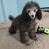 Poodle toy silver male