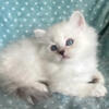 Ragdoll  Female kitten