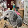 African Grey Babies