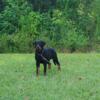 6-Month-Old Rottweiler Male Pup For Sale $600