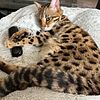 1 year old bengal cat/kitten for rehoming