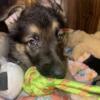 GERMAN SHEPHERD FEMALE PUPPY