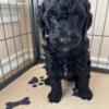 Golden Doodle Puppies