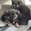 We have german shepherd puppies  Mom and dad are akc registered