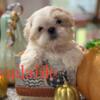 Shih Tzu CKC males ready November 2024