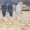 Parrotlets Bird small parrot