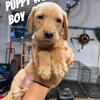 GOLDADOR Puppies!