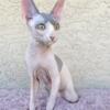 Sphynx Male grey/white