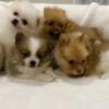 Pomeranian puppies little girls