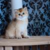 NEW Elite Scottish straight kitten from Europe with excellent pedigree, female. Afina