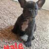 French Bulldog Puppies AKC