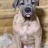 Cane Corso Female (no papers)