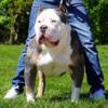 Xl American Bully Viet Shark X RBG