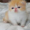 Exotic Shorthair and Exotic Longhair Kittens born July 23, 2024. See LondonSquareCats.com for information.