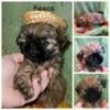 Adorable fluffy shih tzu Cuddly AKC puppies