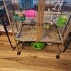 Peach face Lovebird