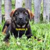 Gorgeous Tibetan Mastiff/Rottweiler pups