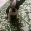 Ckc Boston terrier puppies