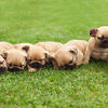 WE BUY FRENCH BULLDOG PUPPIES, GET $$$ TODAY