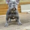 Blue Female French Bulldog Pup Available
