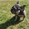 AKC Registered French Bulldog Stud only