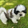 3 months old Lovely Shih tuz