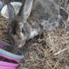 Older Male Neutered Rabbit