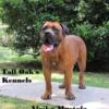 AKC & UKC registration Boerboel pups