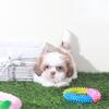 Millie Sweet Female Shih-tzu Puppy