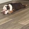 Exotic Choclate Tri Micro Bully