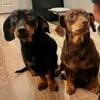 5 Dachshund puppies for sale