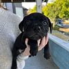 Purebred Staffordshire Bull Terrier Pups