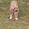 Nice female Bully abkc registered