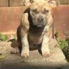 Beautiful smutt/fawn colored female 