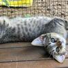 Beautiful Female Munchkin mix