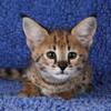 F1 SAVANNAH HYBRID KITTENS AVAILABLE BOYS & GIRLS