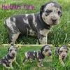 Working Catahoula Leopard pups