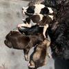 Miniature schnauzers