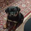 AKC ROTTWEILER