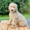 Miniature Goldendoodle Puppy, female (Yellow Collar)