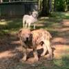 Boerboel/Mastiff Mix Male Merle