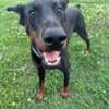 Doberman Male AKC Rehoming