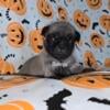 CKC Pug Puppies 