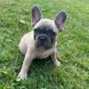 French bulldog fawn puppy