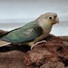 Green Cheek Conure, Turquoise,Weaned!