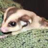 Male Sugar Gliders So Cute!