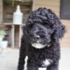 Male Goldendoodle Puppy - AVAILABLE NOW!